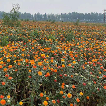 紅花
