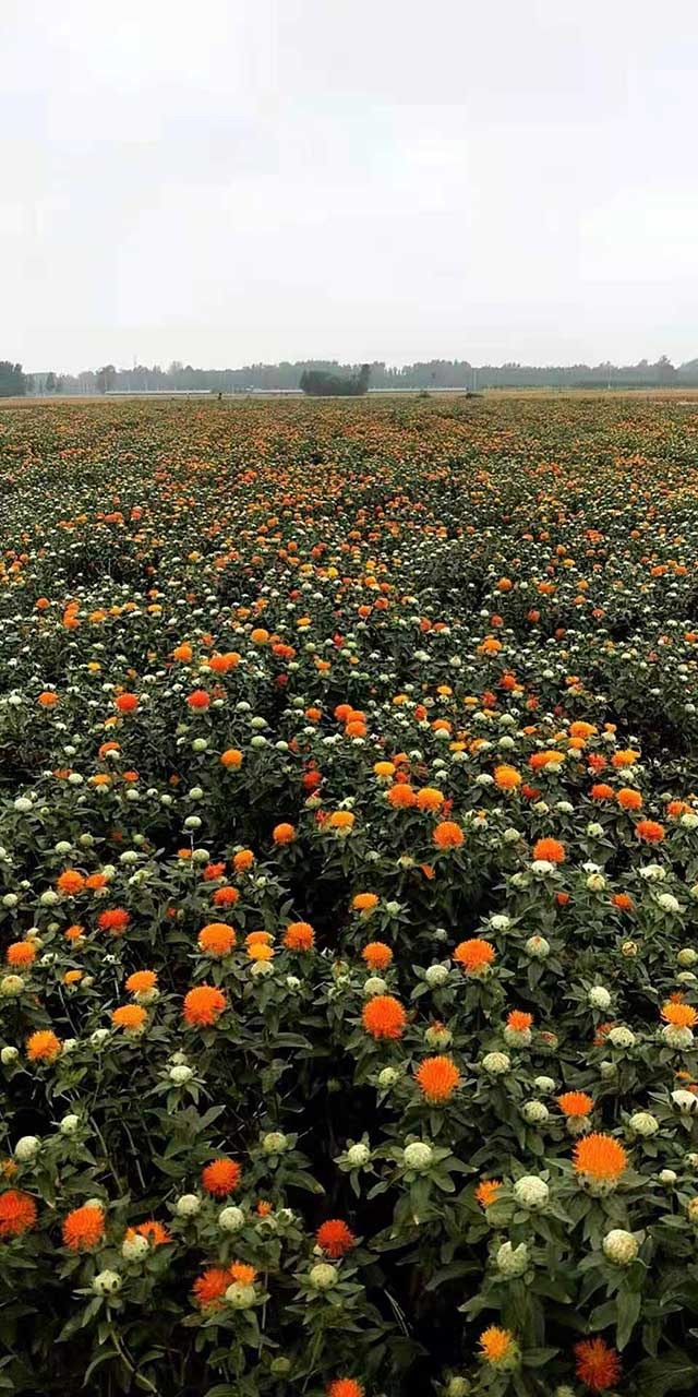 紅花.jpg