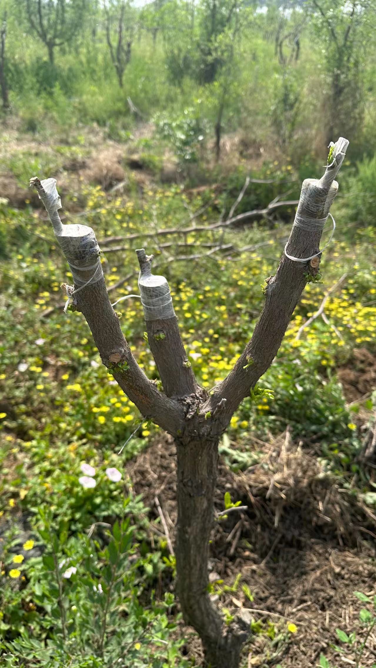 酸棗嫁接